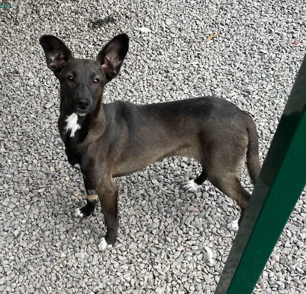 TERRA, Mixed Breed for adoption at Canil Municipal do Funchal