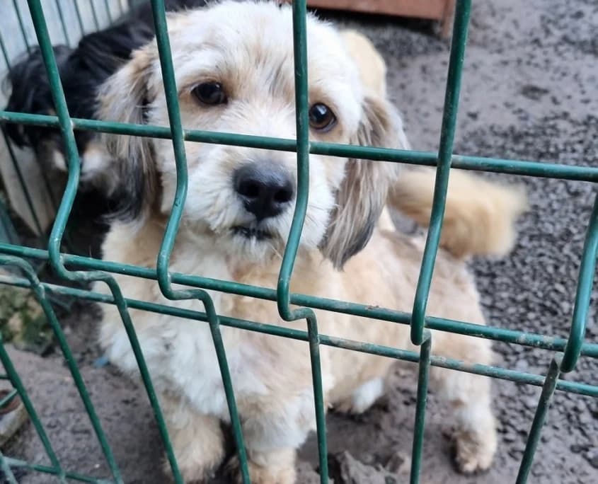 Tobby, Mixed Breed for adoption at Canil Municipal do Funchal