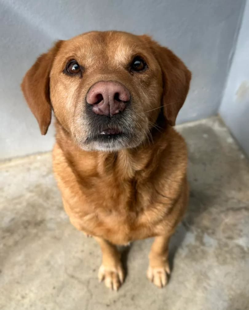 Tobias, Mixed Breed for adoption at Canil Municipal do Funchal
