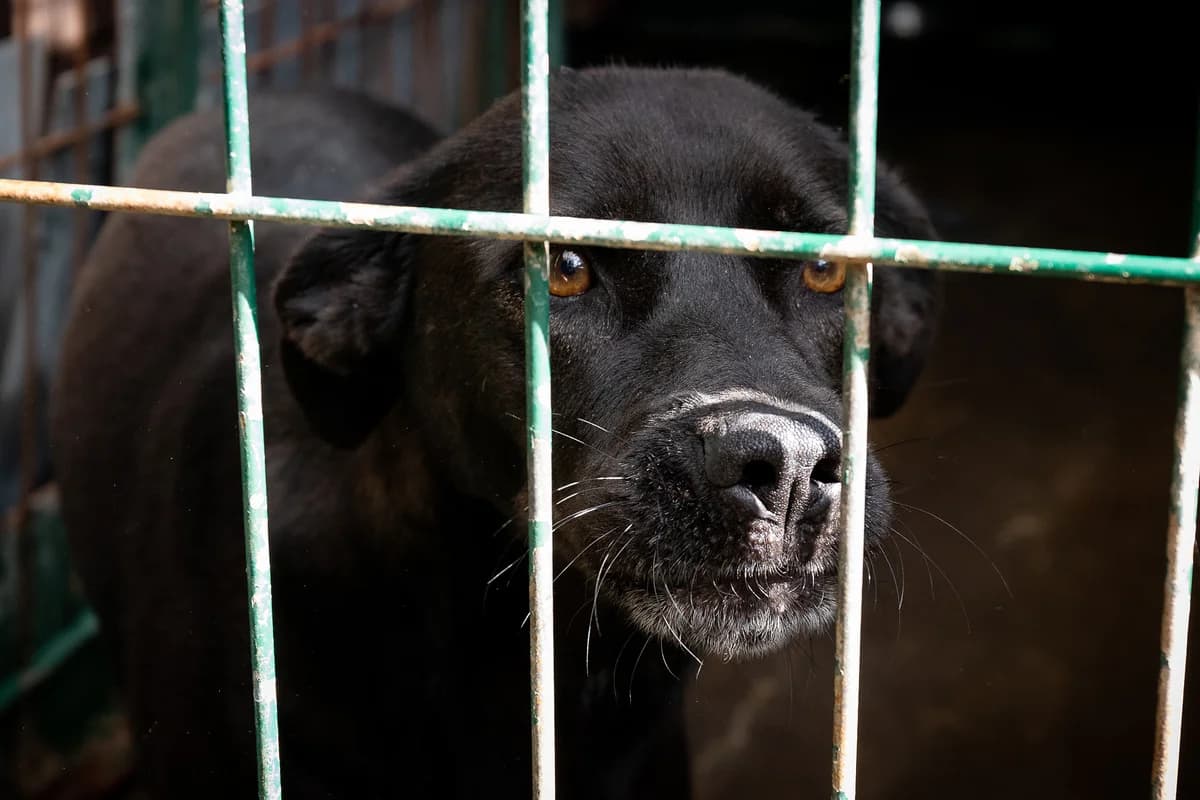 TOBIAS 2, Mixed Breed for adoption at Canil Municipal do Funchal
