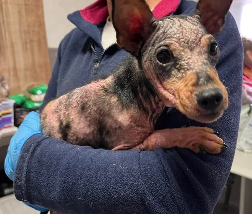 Twiggy, Mixed Breed for adoption at Canil Municipal do Funchal