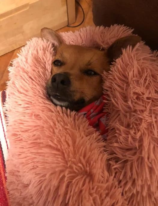 Twiggy, Mixed Breed for adoption at Canil Municipal do Funchal