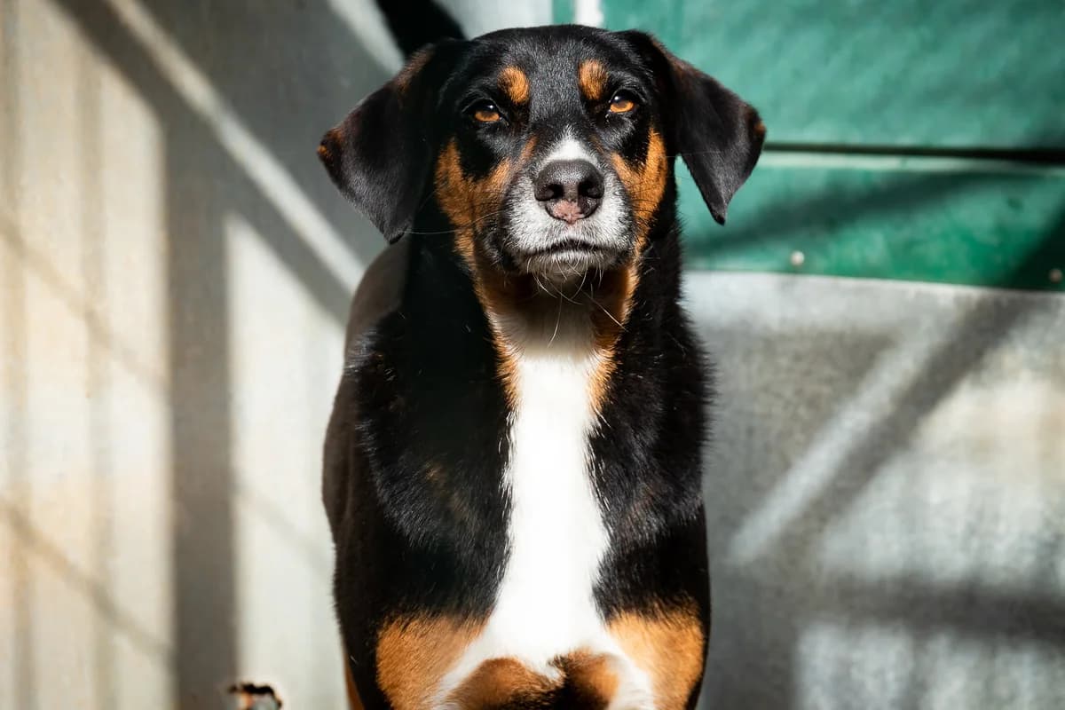 VALENTE, Mixed Breed for adoption at Canil Municipal do Funchal
