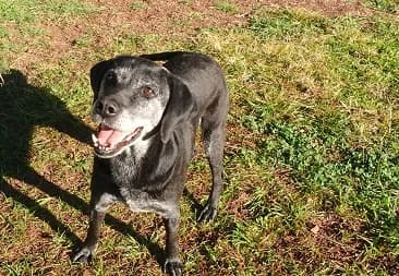 VERRUGAS, Mixed Breed for adoption at Canil Municipal do Funchal