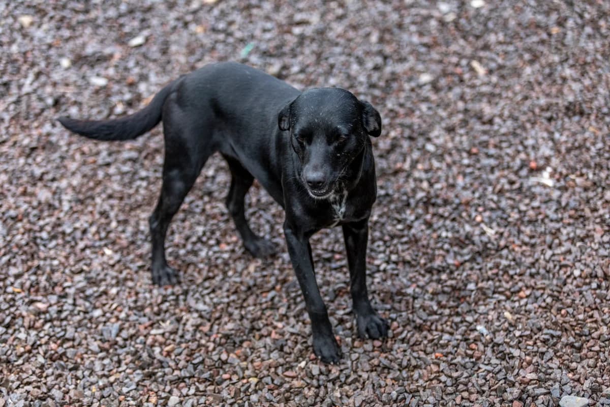 Yuta, Preto female 7yo mixed breed for adoption at Canil Municipal do Funchal