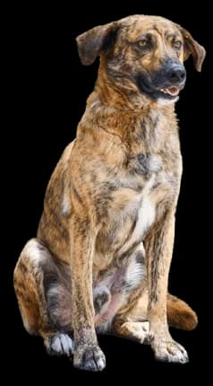 Login, Mixed Breed for adoption at Canil Municipal de Lisboa, -068 Lisboa