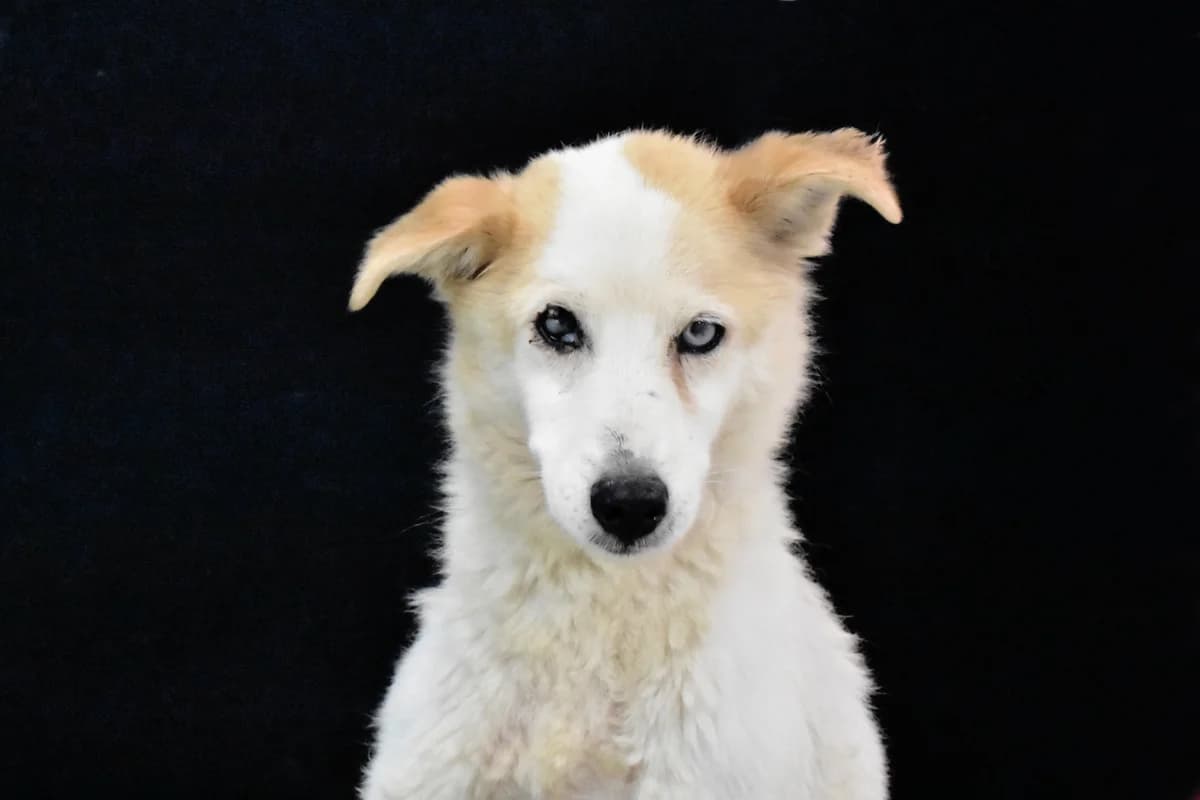 068, Branca+e+bege female senior mixed breed for adoption at Canil Municipal do Porto