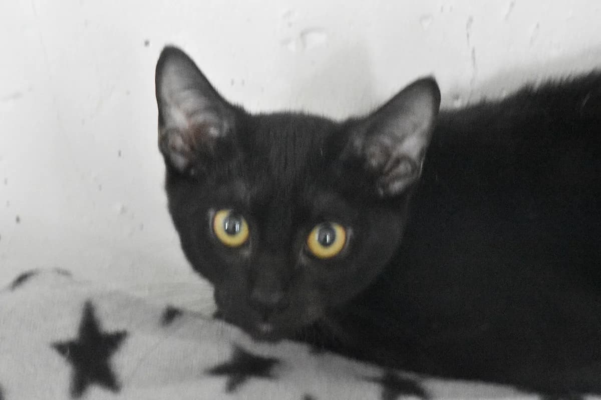 213, Preto male puppy mixed breed for adoption at Canil Municipal do Porto