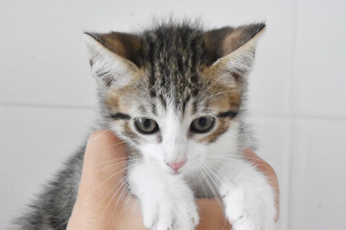 226, Tigrado+e+branco male puppy mixed breed for adoption at Canil Municipal do Porto
