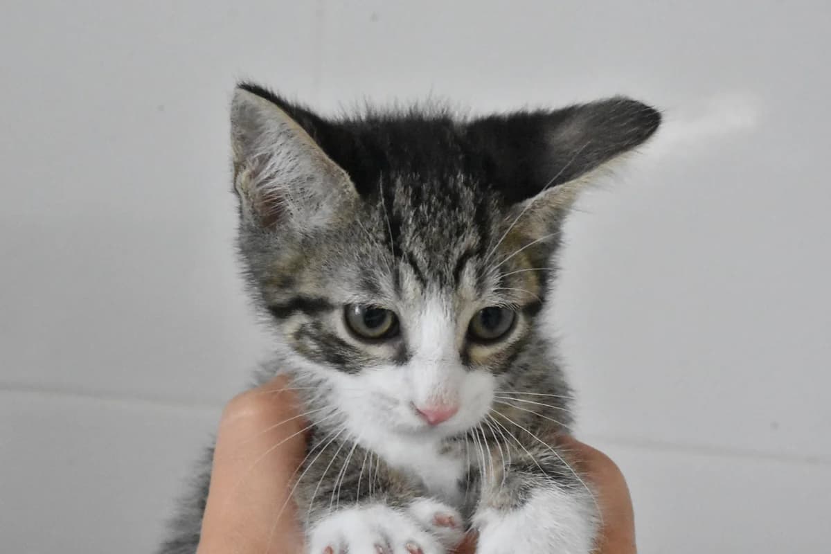 228, Tigrado male puppy mixed breed for adoption at Canil Municipal do Porto