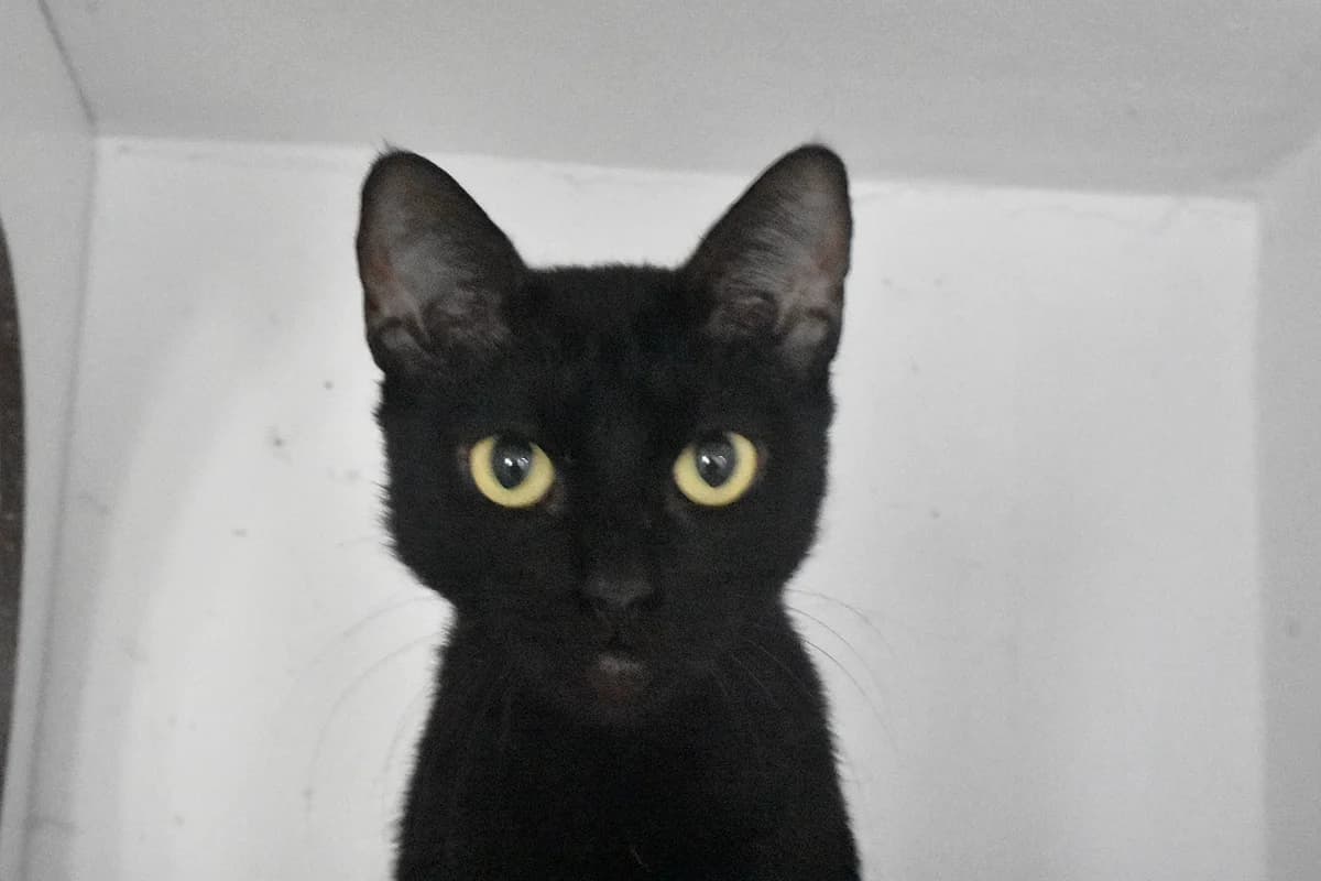 228, Preta female 4yo mixed breed for adoption at Canil Municipal do Porto