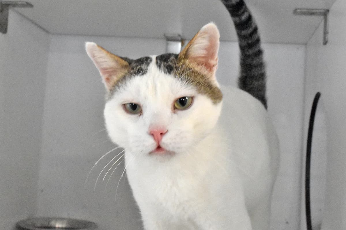 229, Branco+e+tigrado male 4yo mixed breed for adoption at Canil Municipal do Porto