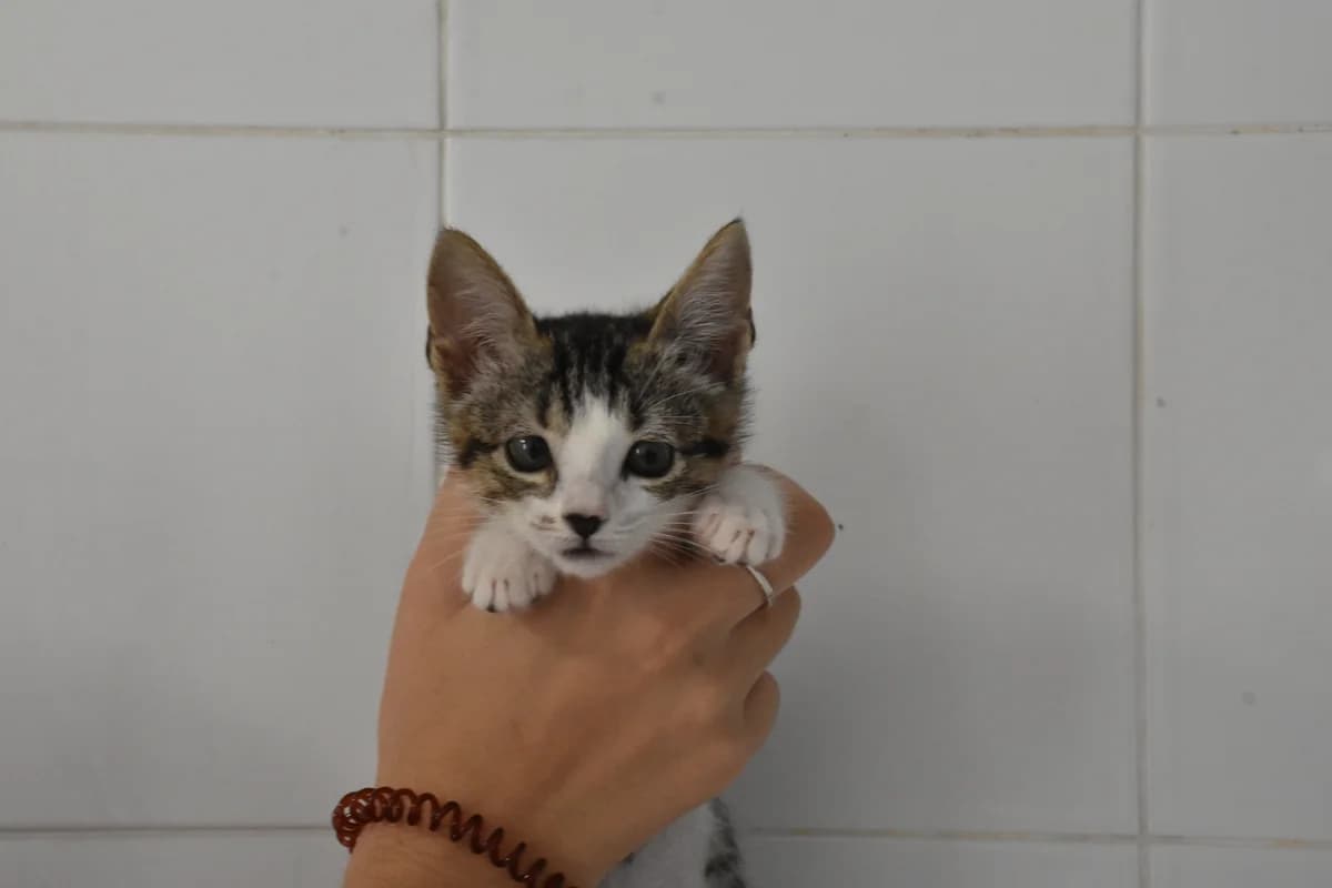 303, Branco+e+tigrada female puppy mixed breed for adoption at Canil Municipal do Porto