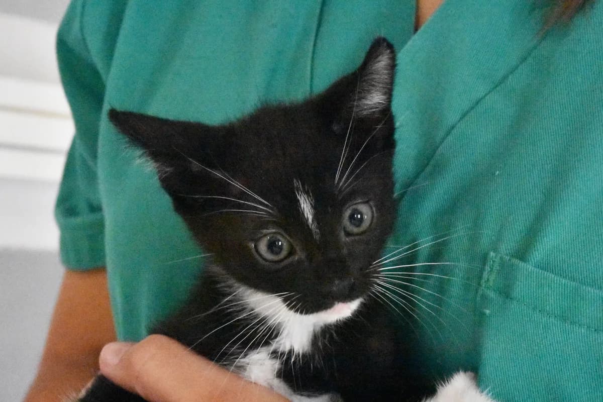307, Preto+e+branco male puppy mixed breed for adoption at Canil Municipal do Porto