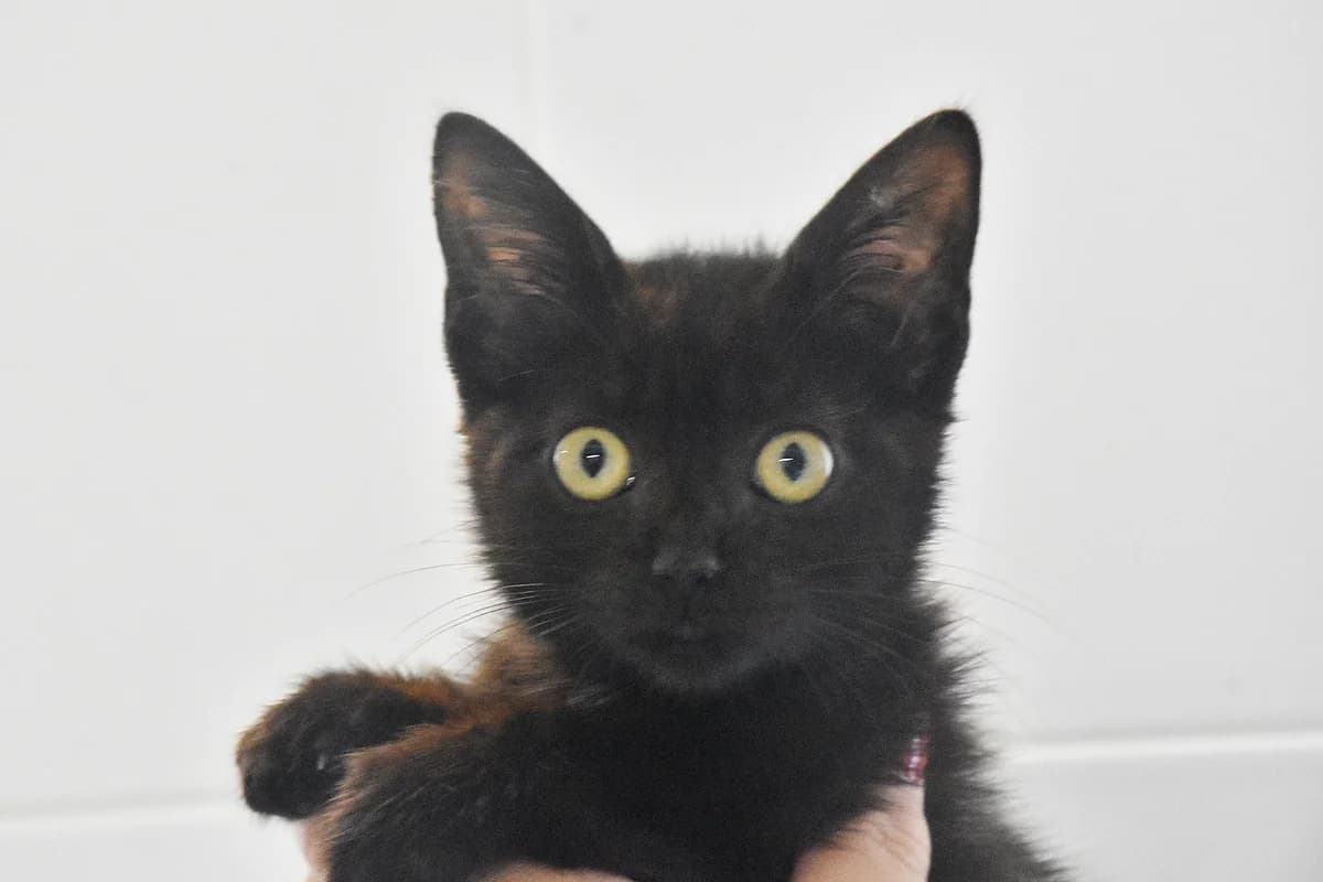 342, Preta female puppy mixed breed for adoption at Canil Municipal do Porto