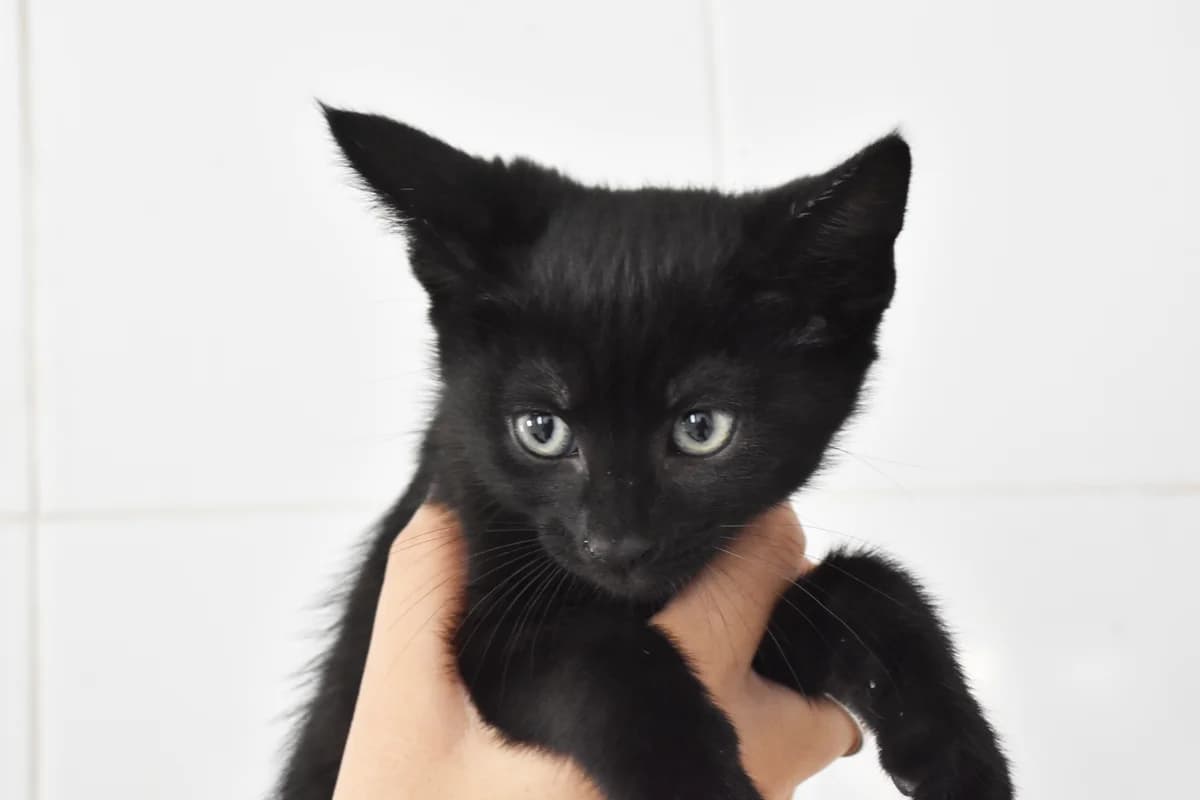 372, Preto male puppy mixed breed for adoption at Canil Municipal do Porto