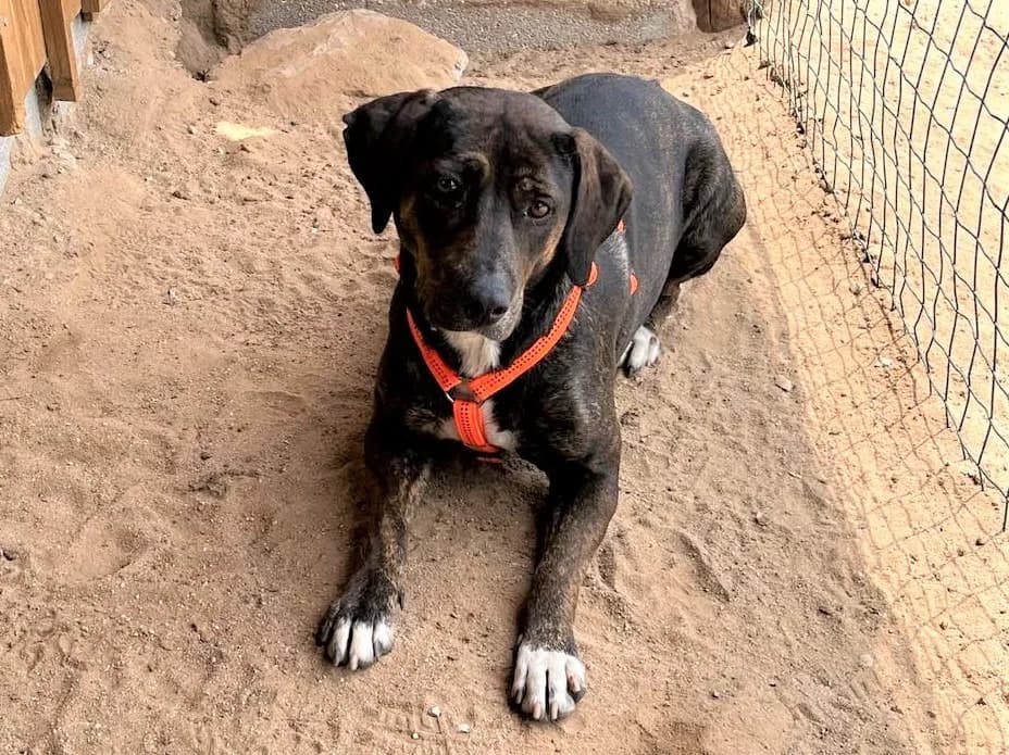 ALZIRA, Castanho female 4yo Mixed Breed for adoption at O Cantinho da Milu, Lisbon