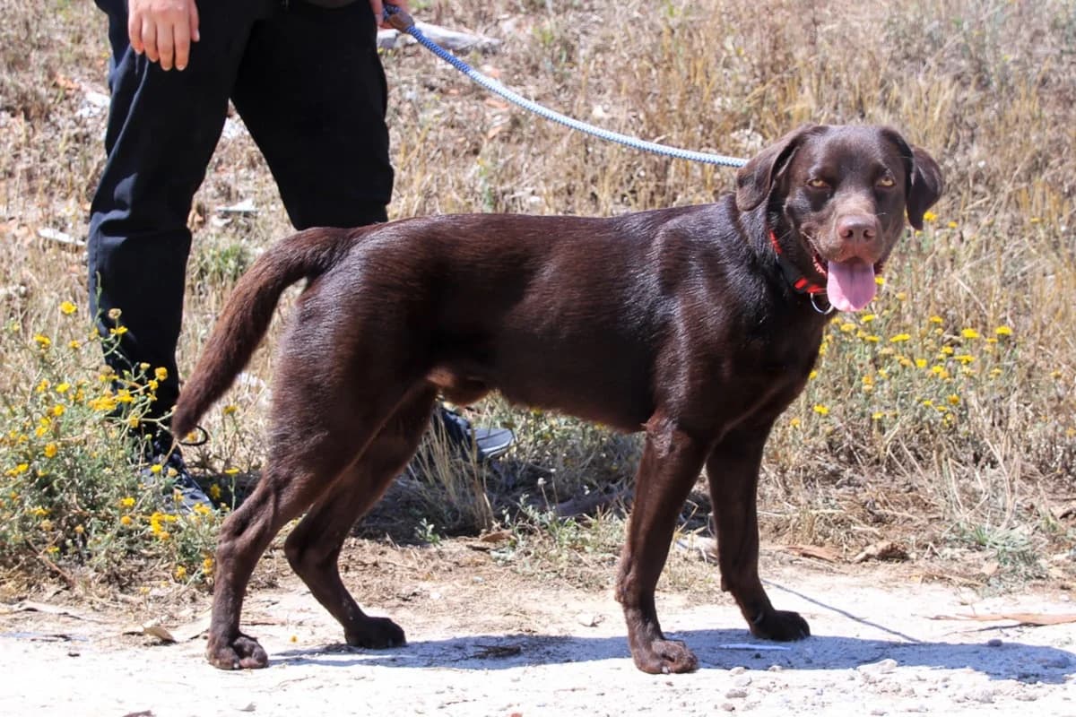 CACAU, Castanho Chocolate male 3yo Labrador Retriever for adoption at O Cantinho da Milu, Lisbon