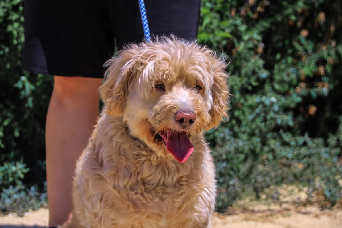 LAIKA, Creme female senior mixed breed for adoption at O Cantinho da Milu, Lisbon