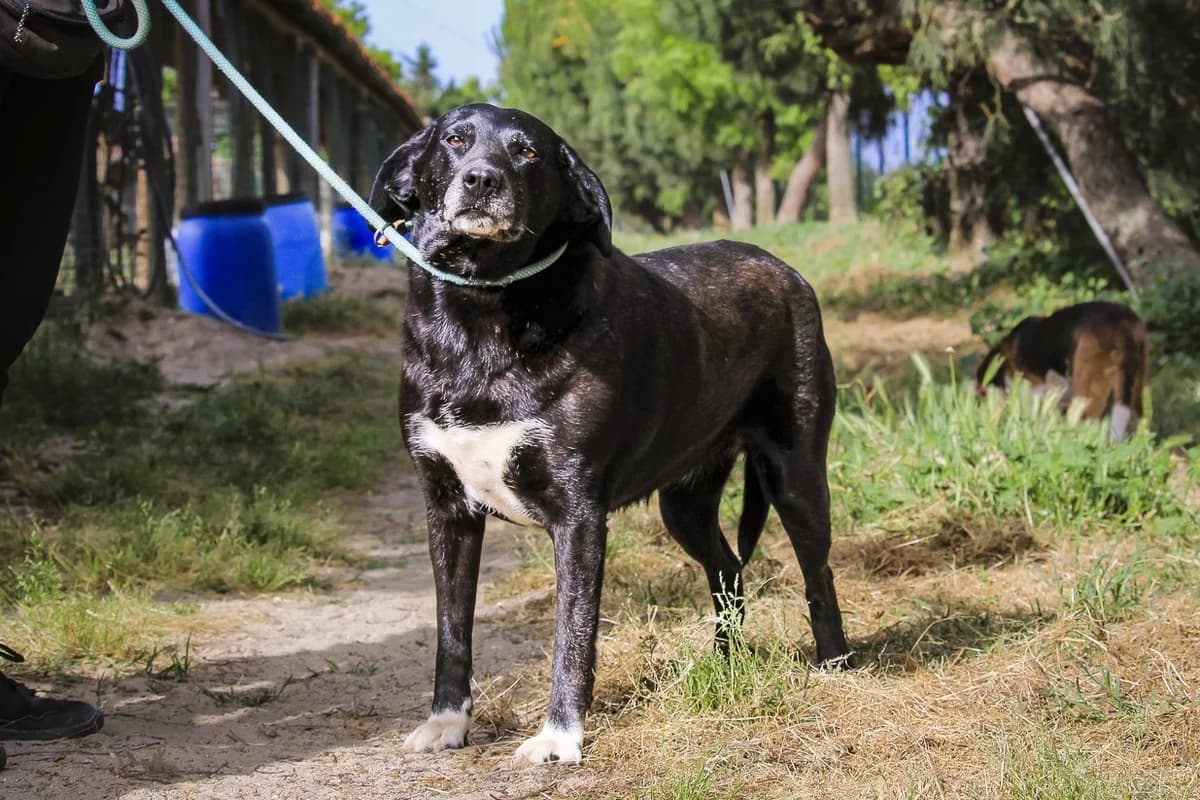 ANTONIETTE, Preto female 3yo Labrador Retriever for adoption at O Cantinho da Milu, Lisbon