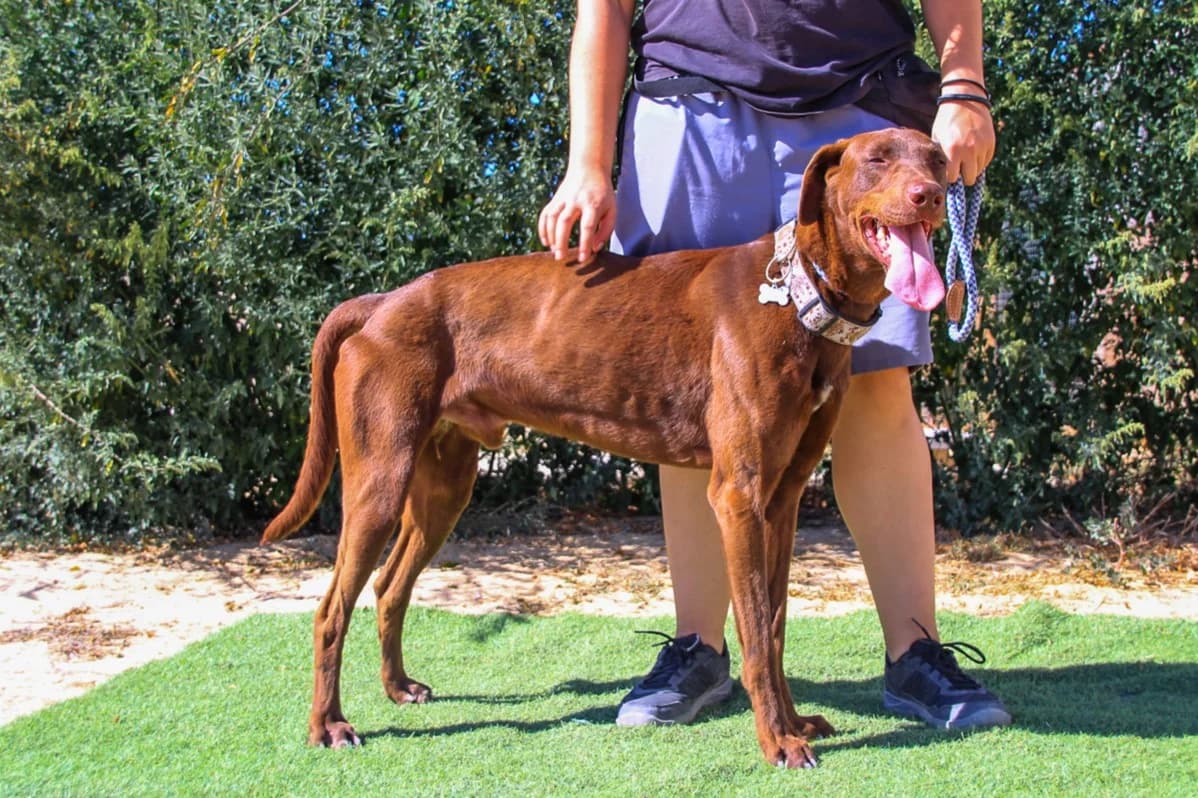 BENJAMIN, Castanho Chocolate male 3yo Pointer for adoption at O Cantinho da Milu, Lisbon