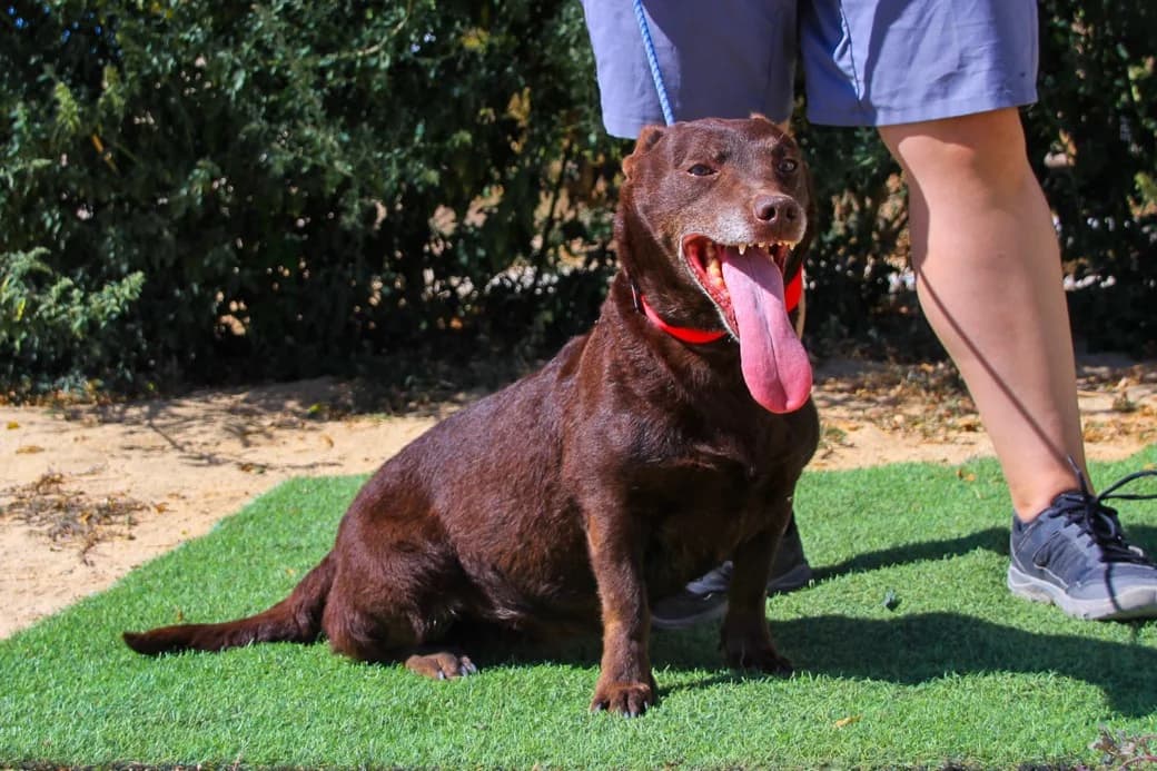 CONSTANÇA, Castanho Chocolate female senior Mixed Breed for adoption at O Cantinho da Milu, Lisbon