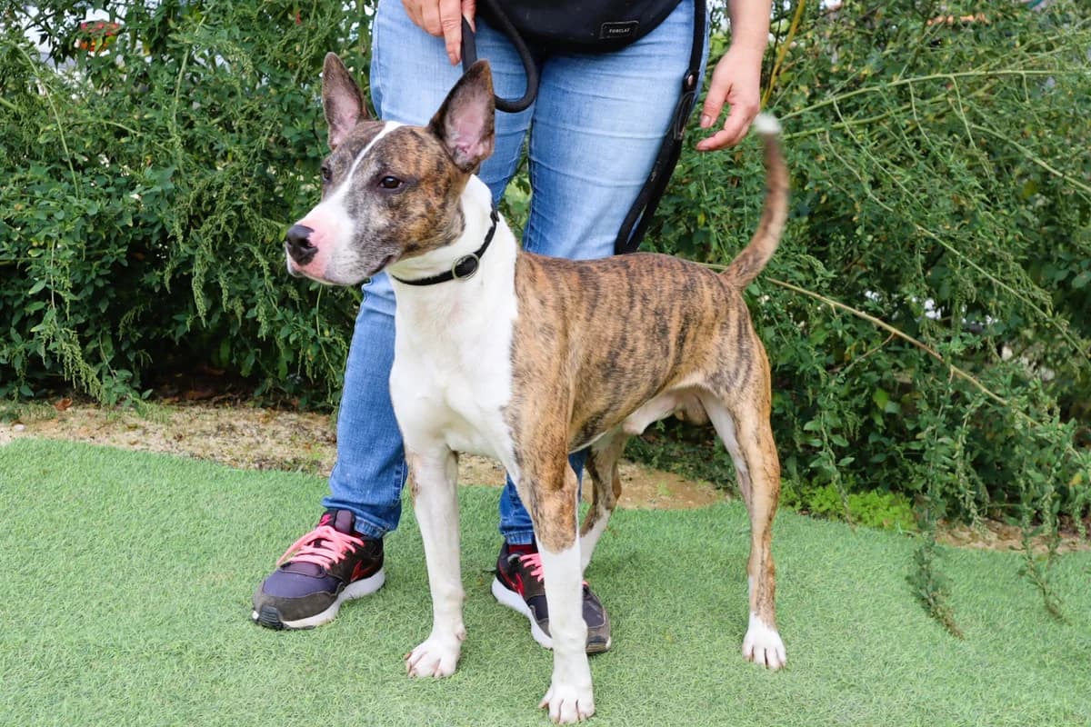 MAXIMILIAN, Castanho e Branco male 4yo Bull Terrier for adoption at O Cantinho da Milu, Lisbon