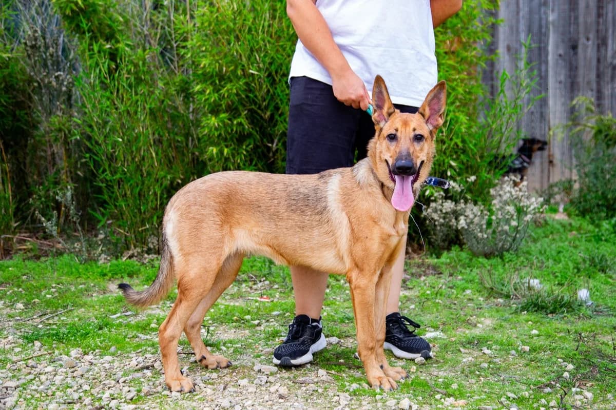 SMARTIE, Castanho female young Mixed Breed for adoption at O Cantinho da Milu, Lisbon