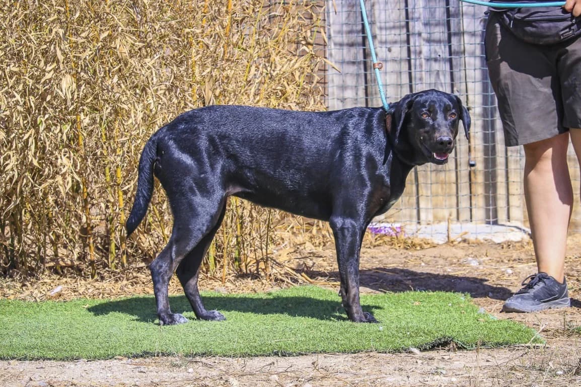 STACY, Preto female 6yo Mixed Breed for adoption at O Cantinho da Milu, Lisbon