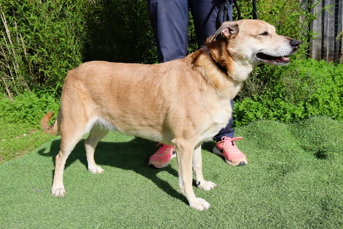 KIZA, Creme female senior Mixed Breed for adoption at O Cantinho da Milu, Lisbon