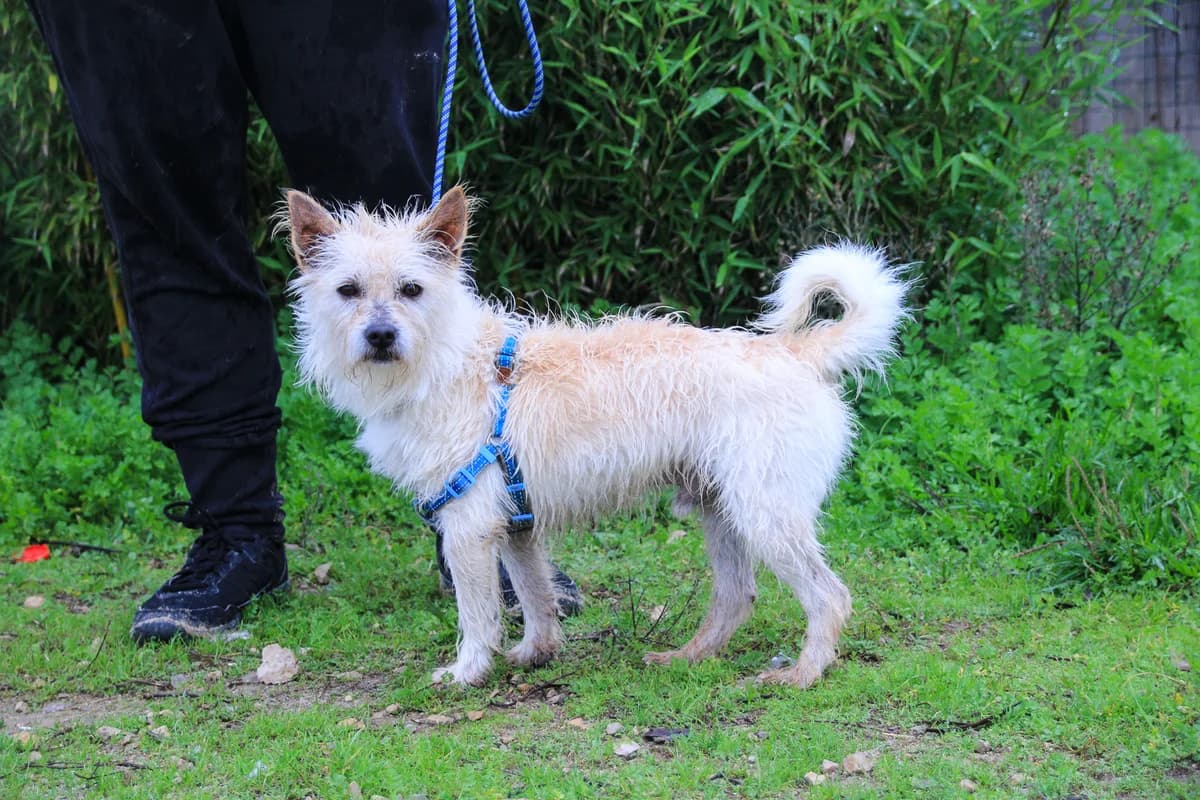 AFONSO, Branco male 6yo Mixed Breed for adoption at O Cantinho da Milu, Lisbon