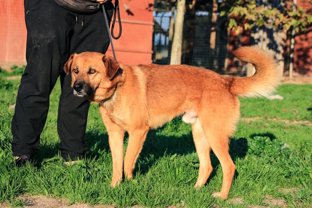 JOE, Castanho male 4yo Mixed Breed for adoption at O Cantinho da Milu, Lisbon