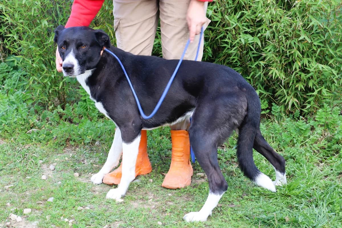 GAROTO, Preto e Branco male 6yo Mixed Breed for adoption at O Cantinho da Milu, Lisbon