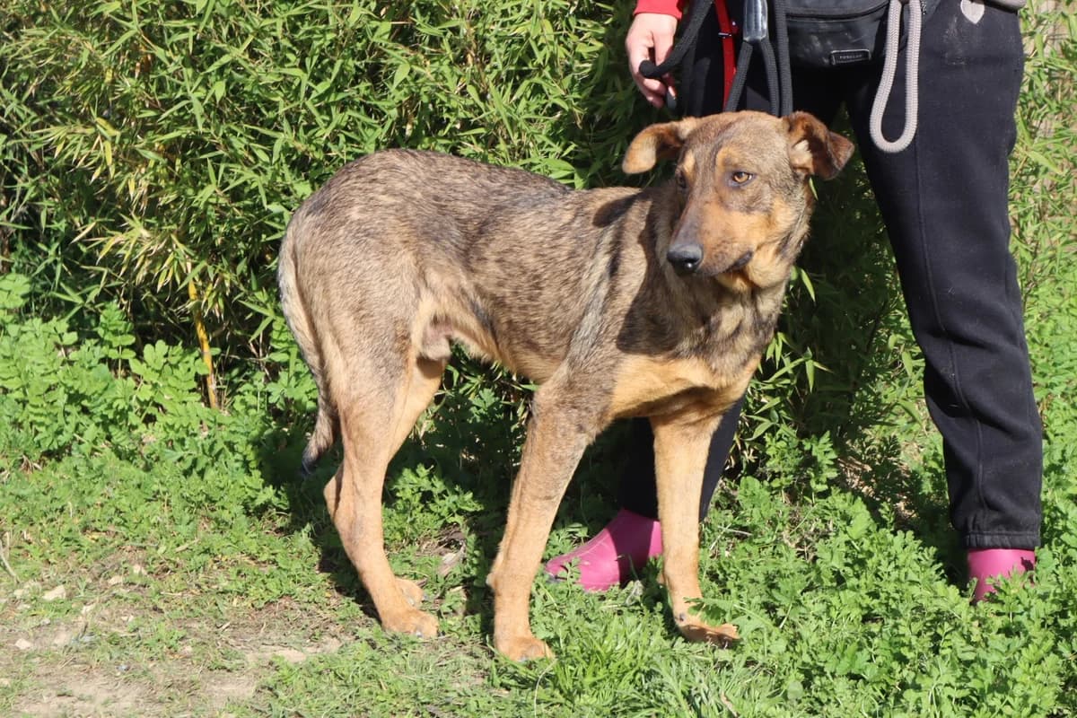 HANK, Castanho male young Mixed Breed for adoption at O Cantinho da Milu, Lisbon