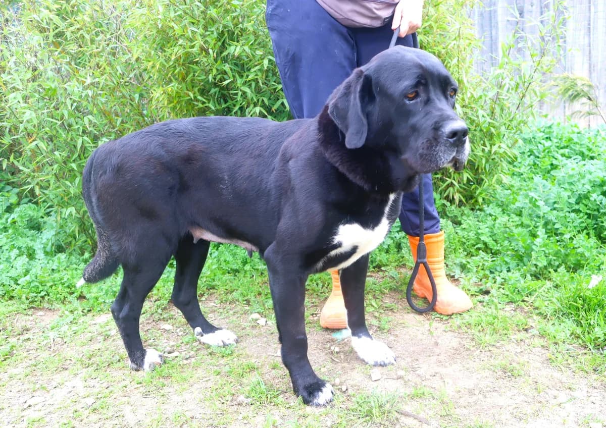 MAYLIN, Preto female 4yo Cane Corso for adoption at O Cantinho da Milu, Lisbon