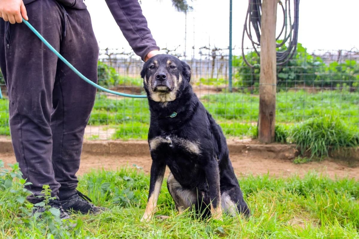 OTAVIO, Preto e Fogo male 5yo Mixed Breed for adoption at O Cantinho da Milu, Lisbon