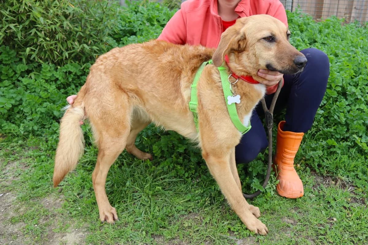FREDA, Castanho male young Mixed Breed for adoption at O Cantinho da Milu, Lisbon