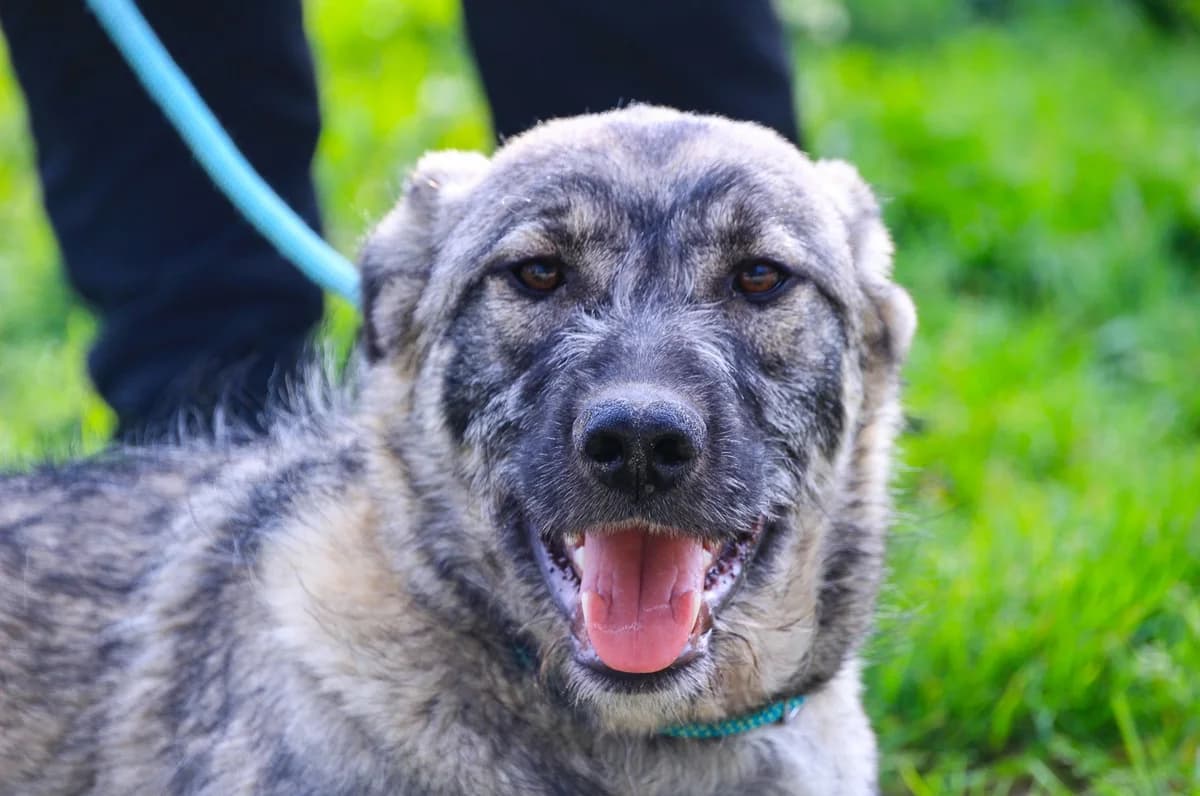 RUNE, Cinzento e Branco male young Mixed Breed for adoption at O Cantinho da Milu, Lisbon