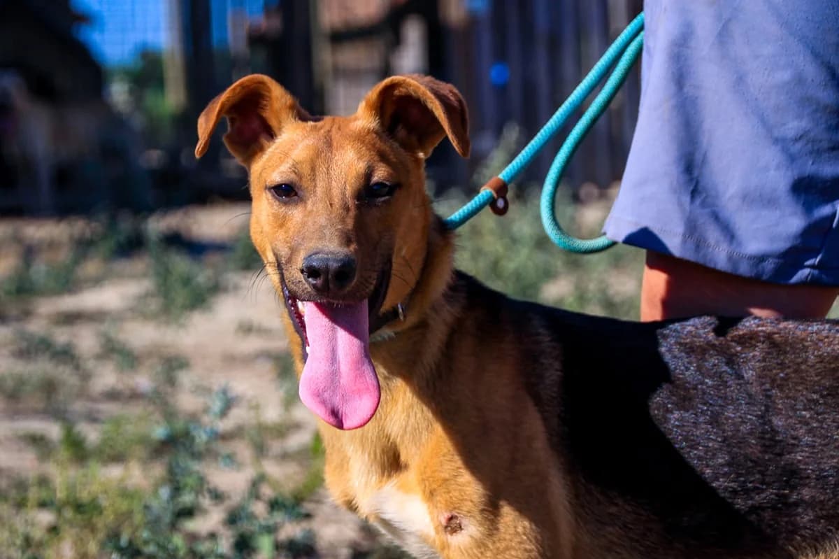 VITOR, Castanho male young Mixed Breed for adoption at O Cantinho da Milu, Lisbon