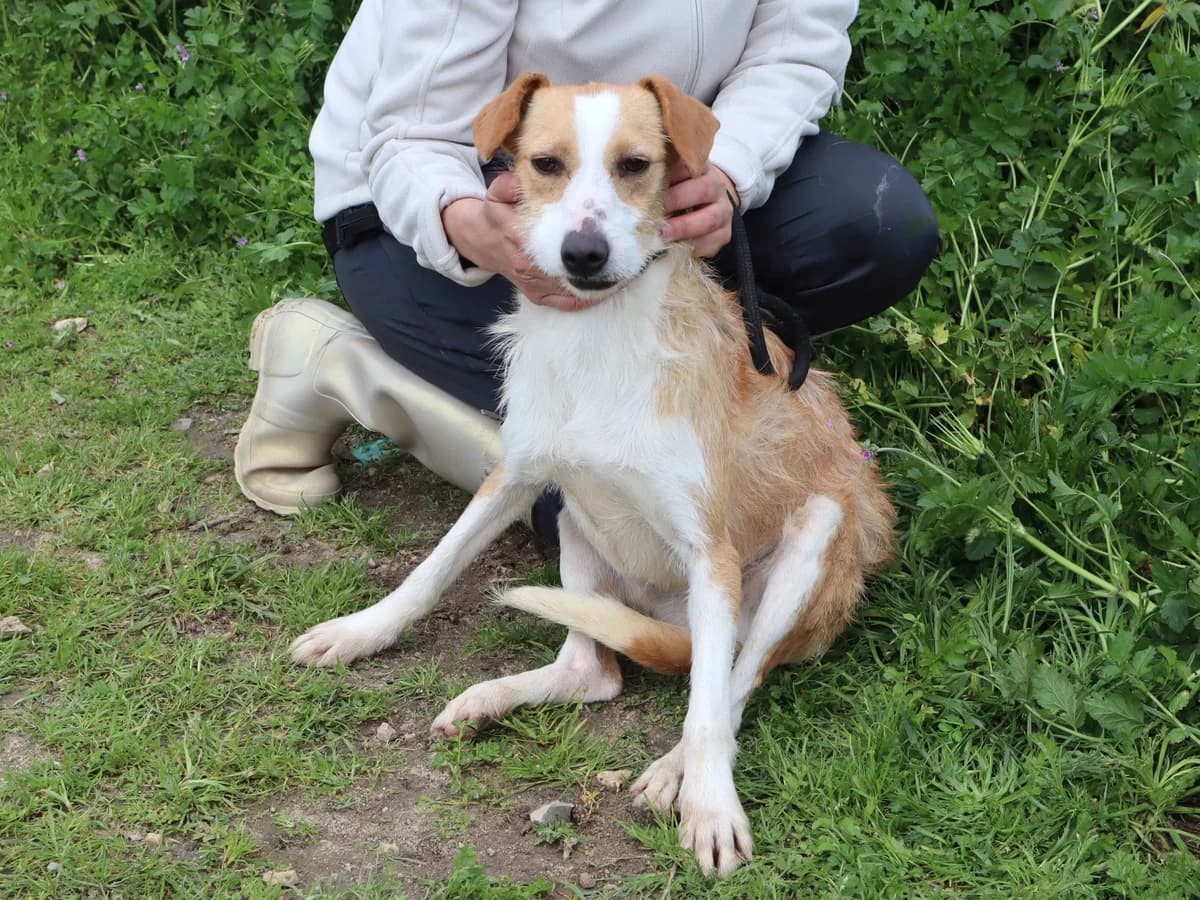 GISELE, Creme female 3yo mixed breed for adoption at O Cantinho da Milu, Lisbon