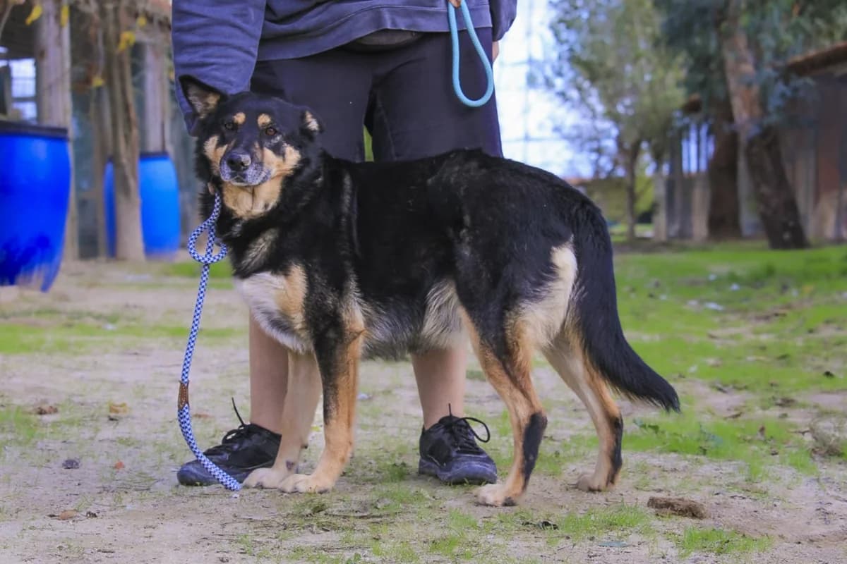 NANA, Preto e Fogo female 6yo mixed breed for adoption at O Cantinho da Milu, Lisbon