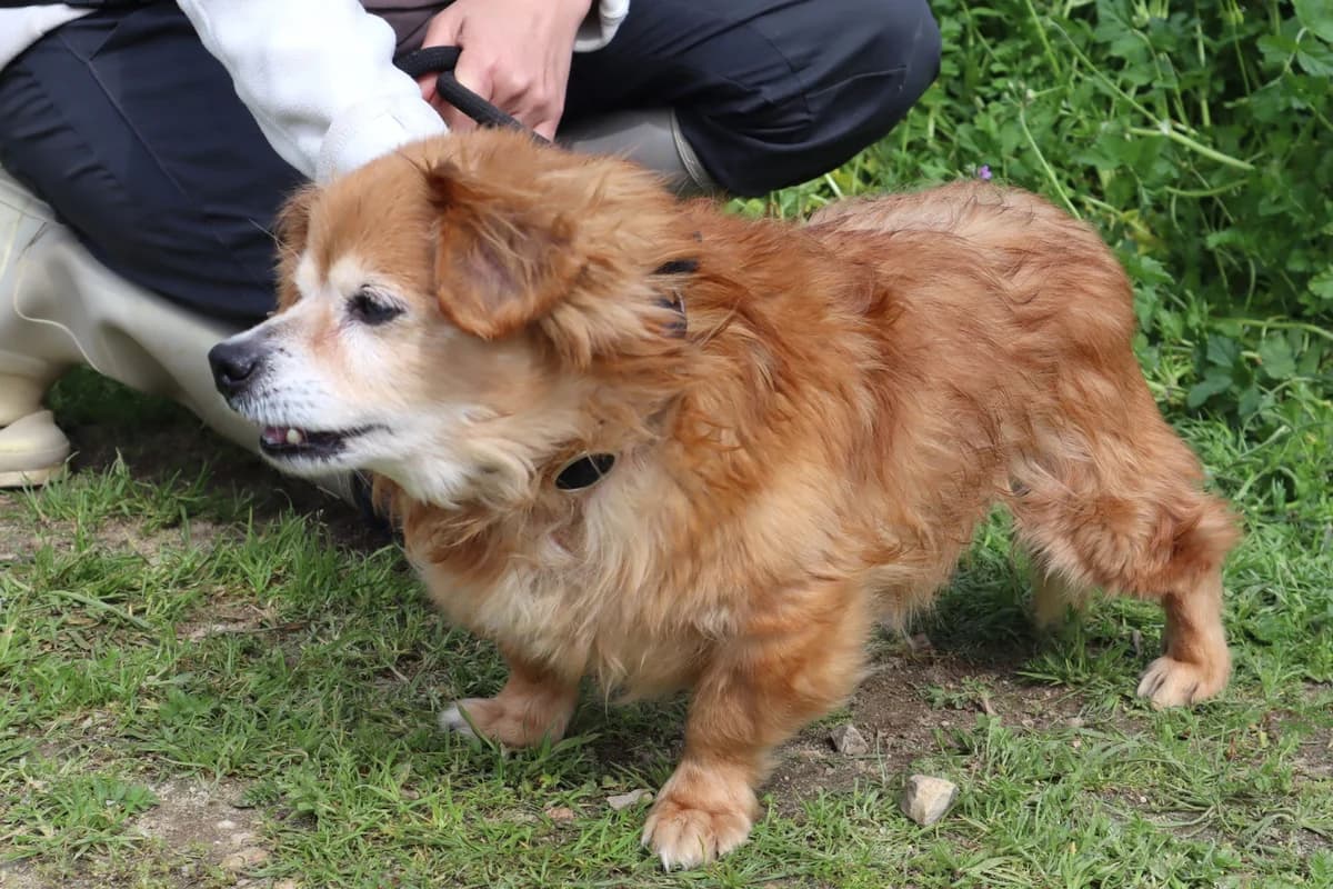 BORI, Castanho male senior Mixed Breed for adoption at O Cantinho da Milu, Lisbon