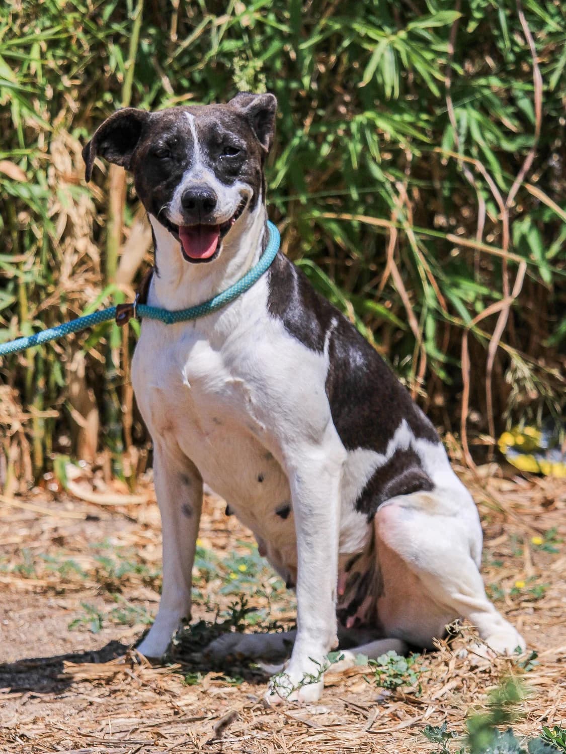 MIU, Branco e Preto female 5yo Mixed Breed for adoption at O Cantinho da Milu, Lisbon