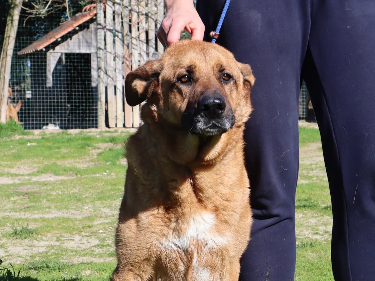 RUCA, Castanho male senior Mixed Breed for adoption at O Cantinho da Milu, Lisbon