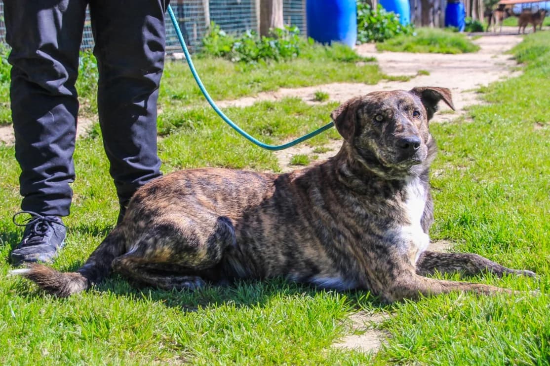 WOOKY, Tigrado male 5yo Mixed Breed for adoption at O Cantinho da Milu, Lisbon