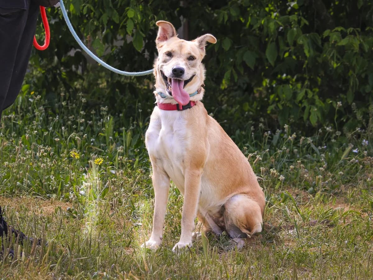 SHELBY, Castanho e Branco female young Mixed Breed for adoption at O Cantinho da Milu, Lisbon