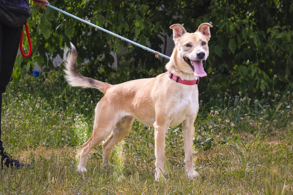 SHELBY, Castanho e Branco female young Mixed Breed for adoption at O Cantinho da Milu, Lisbon