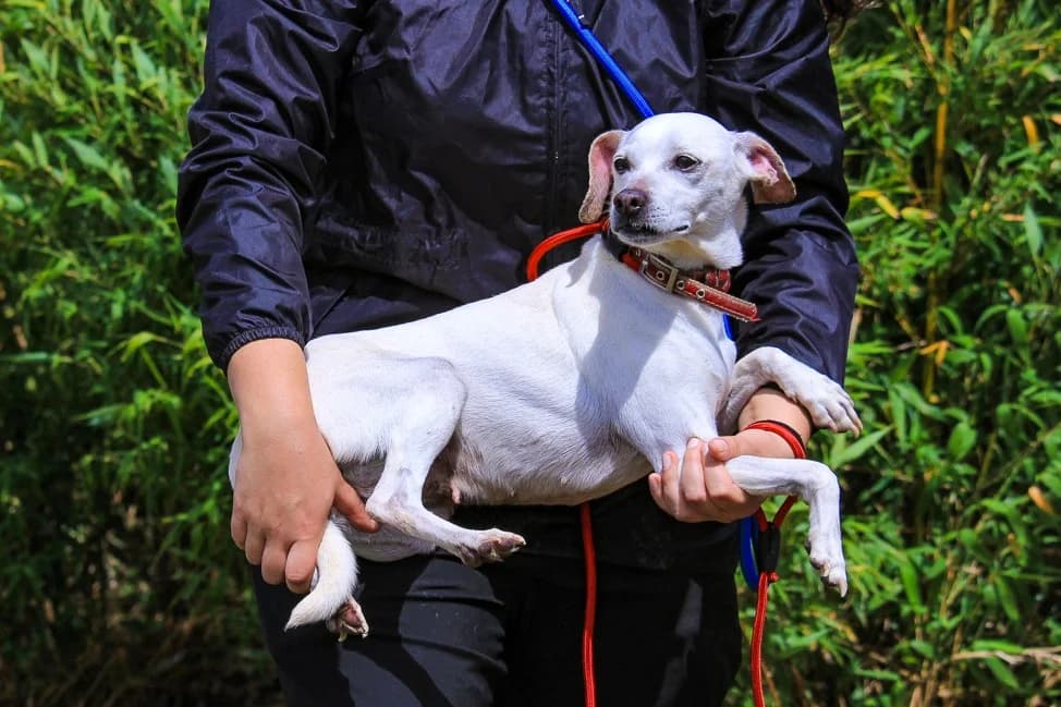 CRYSTAL / KITTY, Branco female senior Mixed Breed for adoption at O Cantinho da Milu, Lisbon