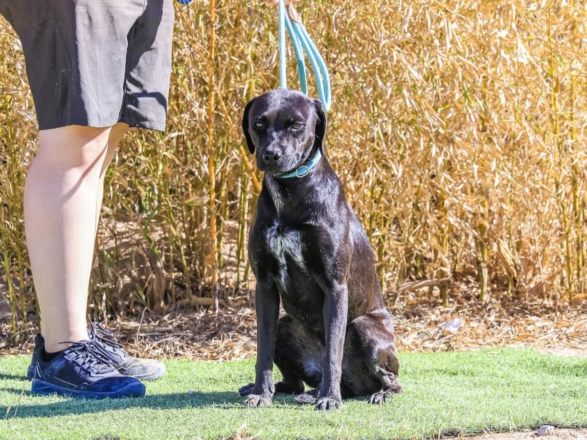 ALMA, Preto female young Mixed Breed for adoption at O Cantinho da Milu, Lisbon