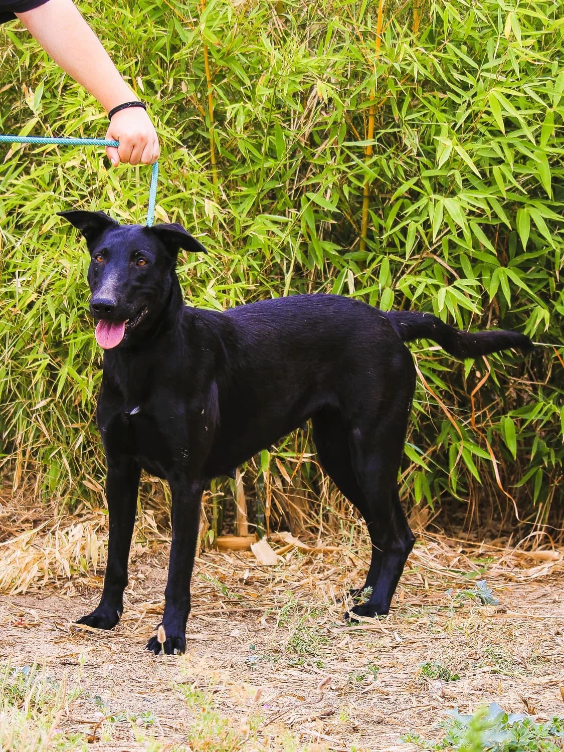 SIRI, Preto female 3yo Mixed Breed for adoption at O Cantinho da Milu, Lisbon